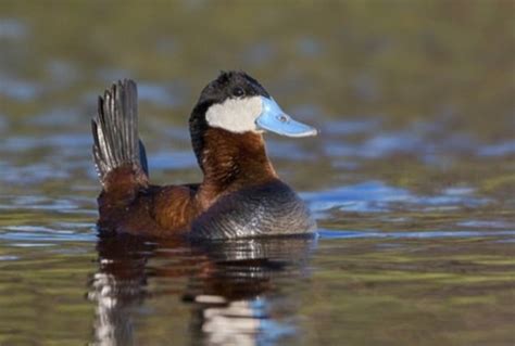 Los penes de estos patos crecen cuanta más competencia tengan